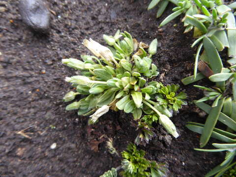 Image of Cerastium candicans Wedd.