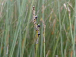 Image of Machaerina juncea (R. Br.) T. Koyama