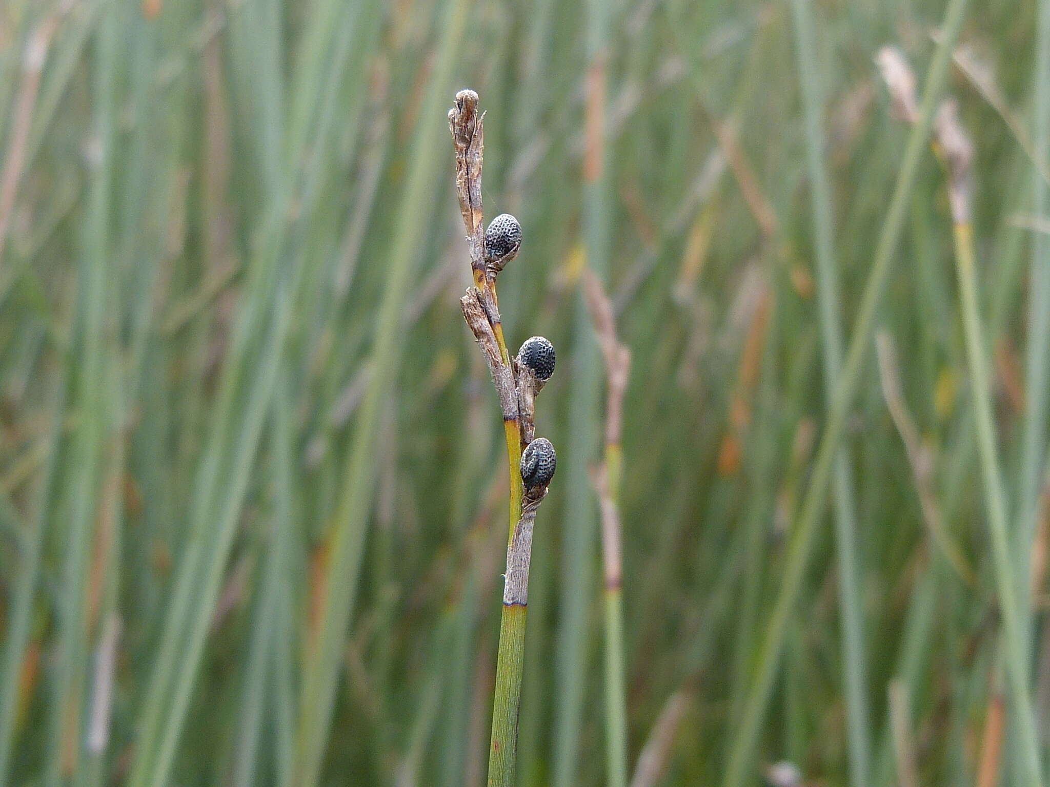 Image of Machaerina juncea (R. Br.) T. Koyama