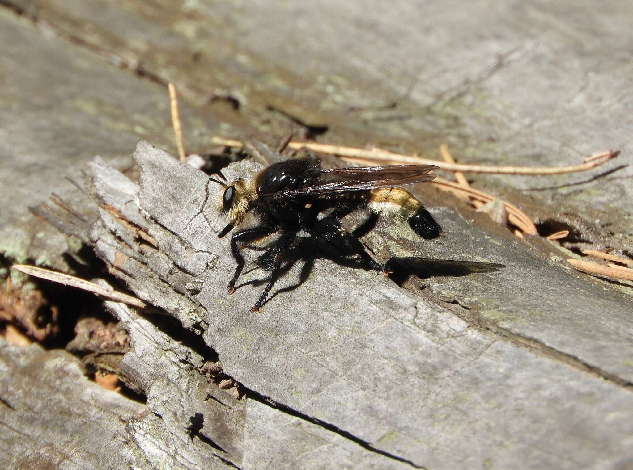 Plancia ëd <i>Laphria gibbosa</i>