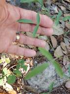 Image of Texas snoutbean