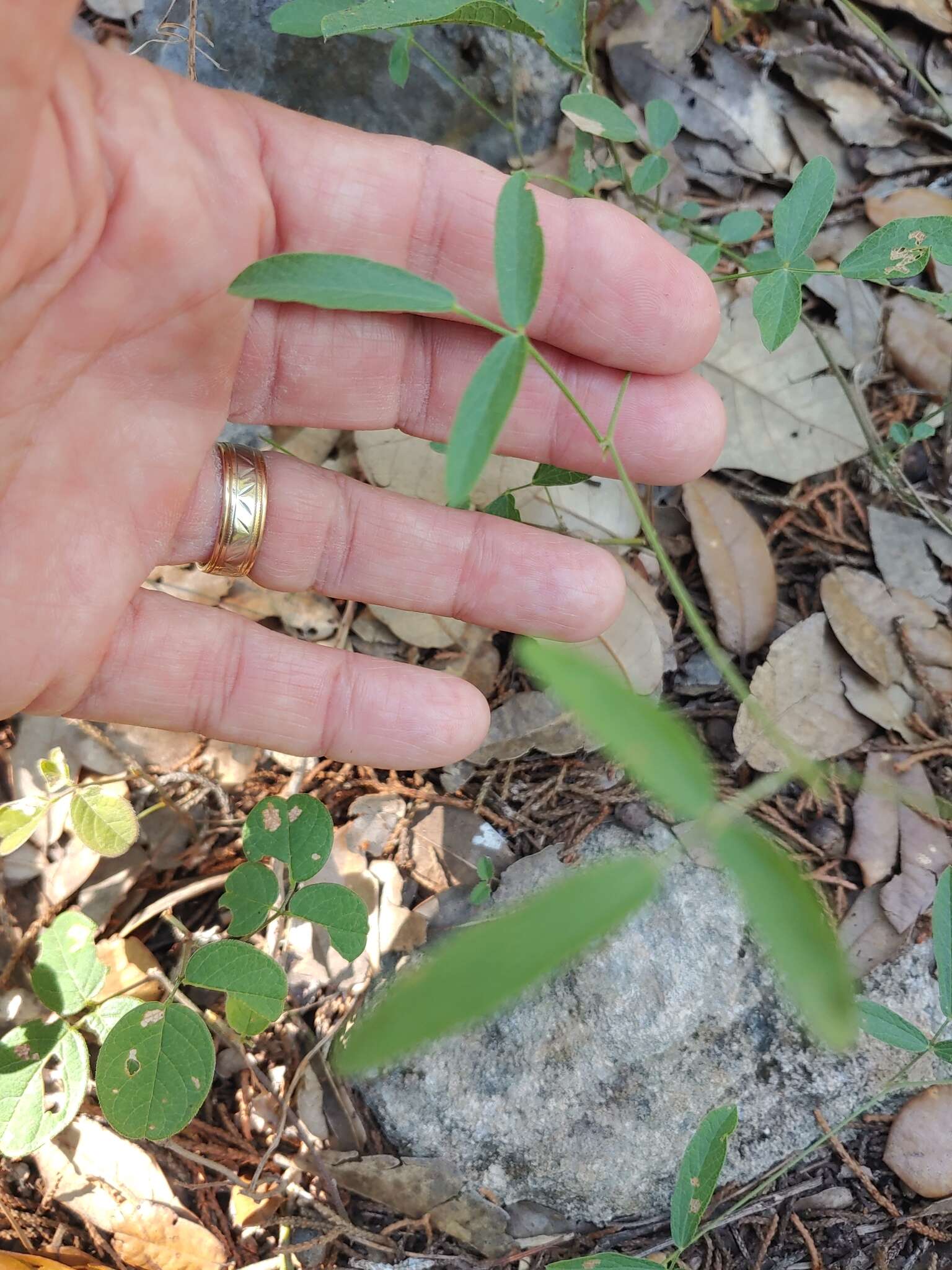 Image of Texas snoutbean