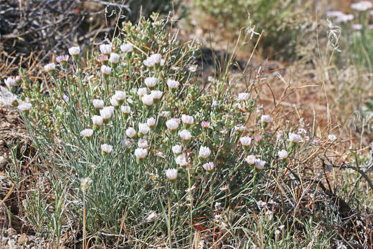 Image de Erigeron pulcherrimus A. A. Heller