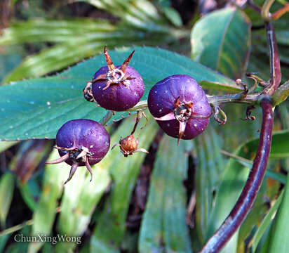 Image de Lobelia borneensis (Hemsl.) Moeliono