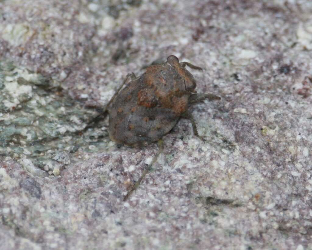 Image of Gelastocoris rotundatus Champion 1901