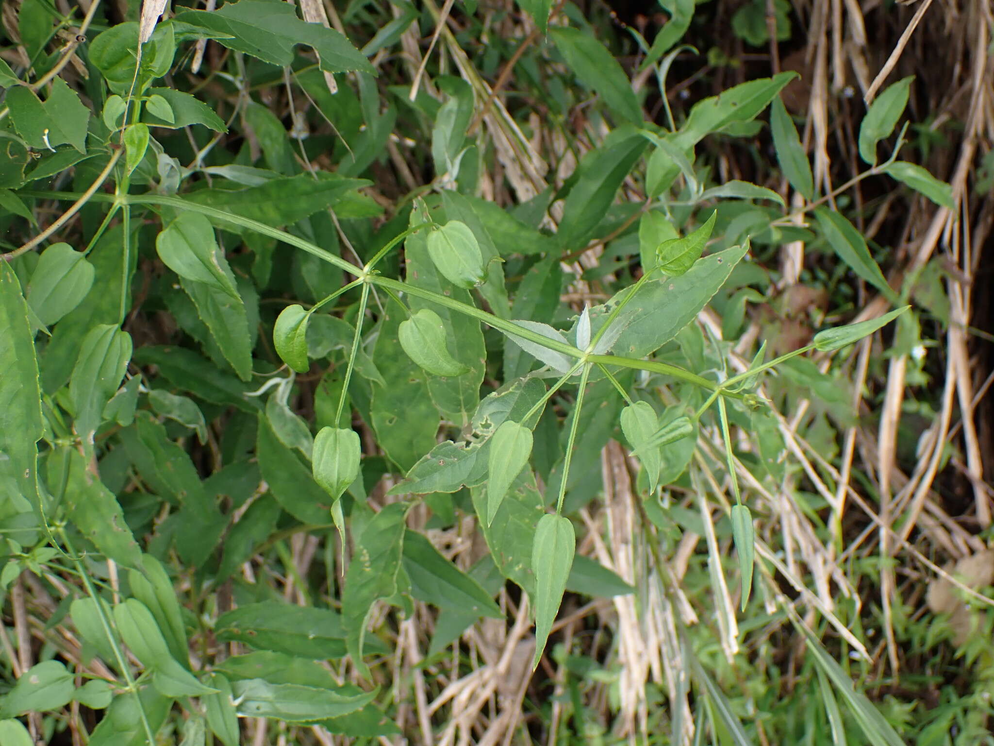 Image of Rubia linii J. M. Chao