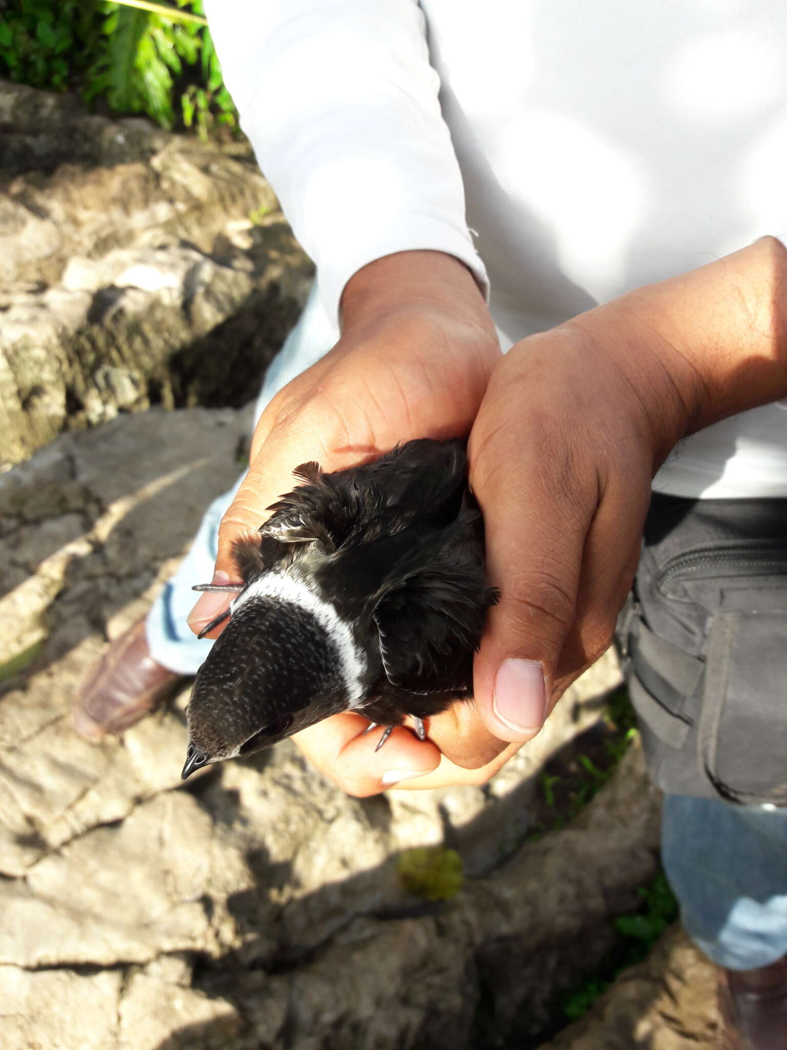 Image of White-collared Swift