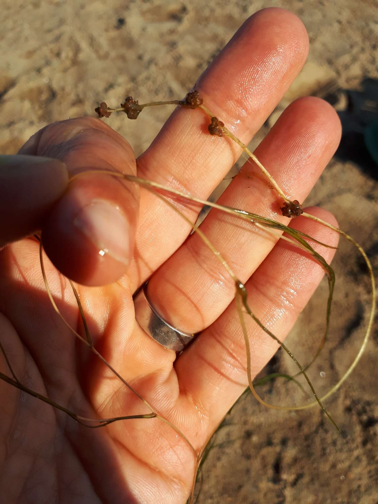 Image of pondweed