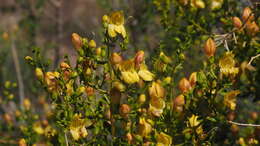 Image of snapdragon penstemon