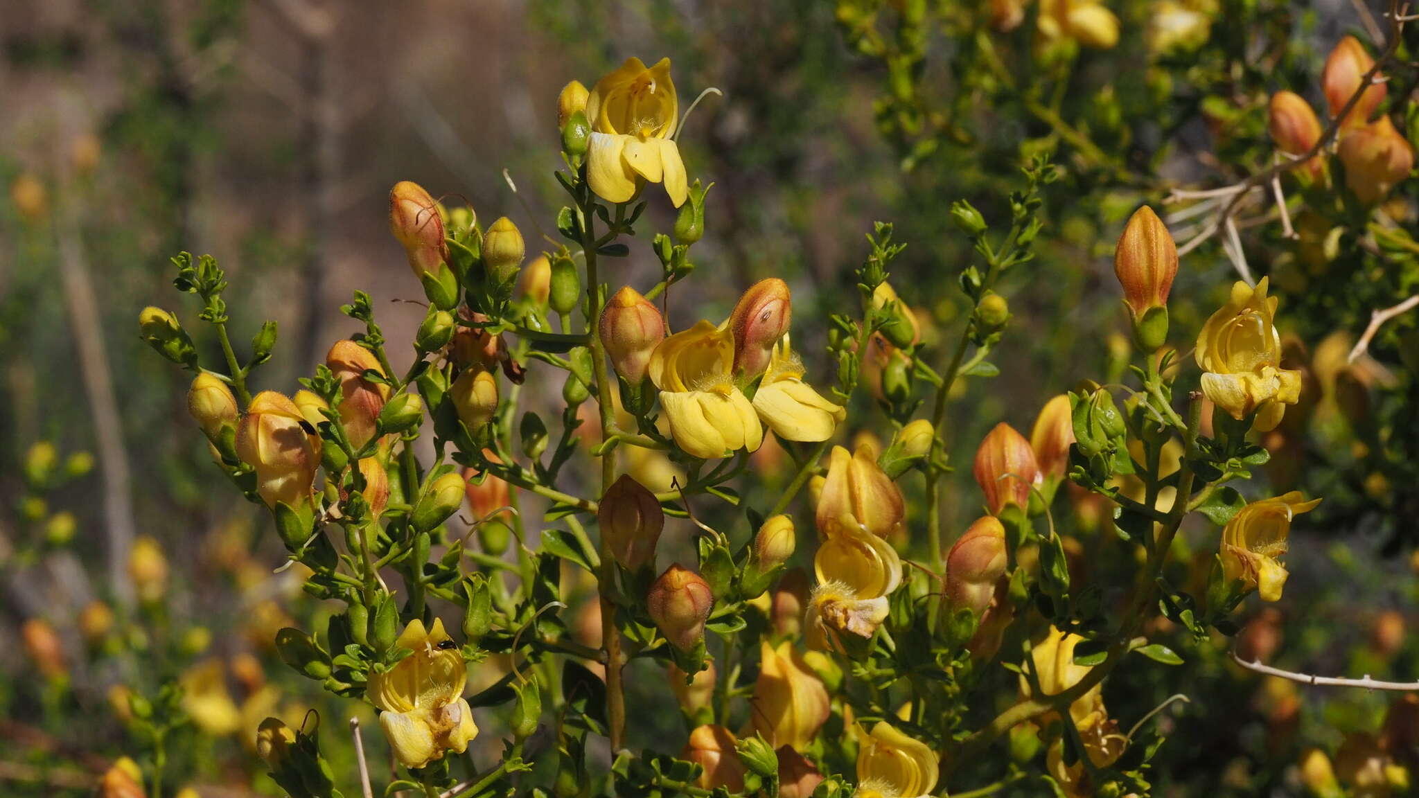 Image of snapdragon penstemon