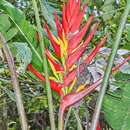 Image of Heliconia adflexa (Griggs) Standl.