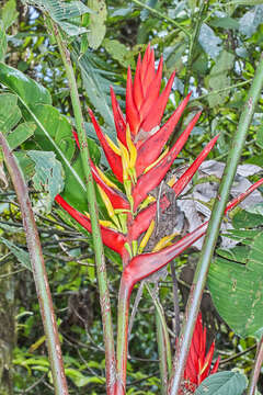 Image of Heliconia adflexa (Griggs) Standl.