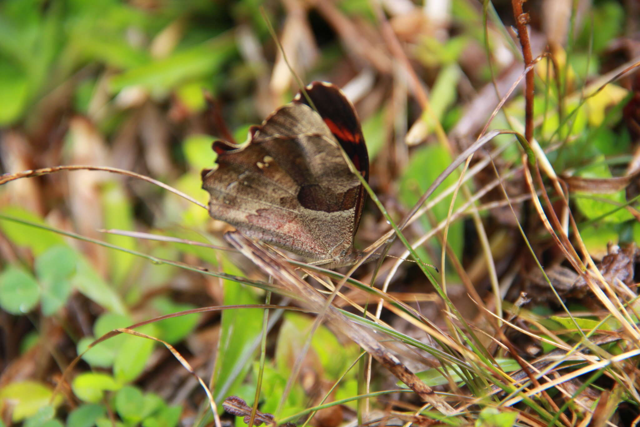 Lasiophila orbifera Butler 1868的圖片