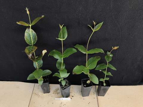 Image of yellow stringybark