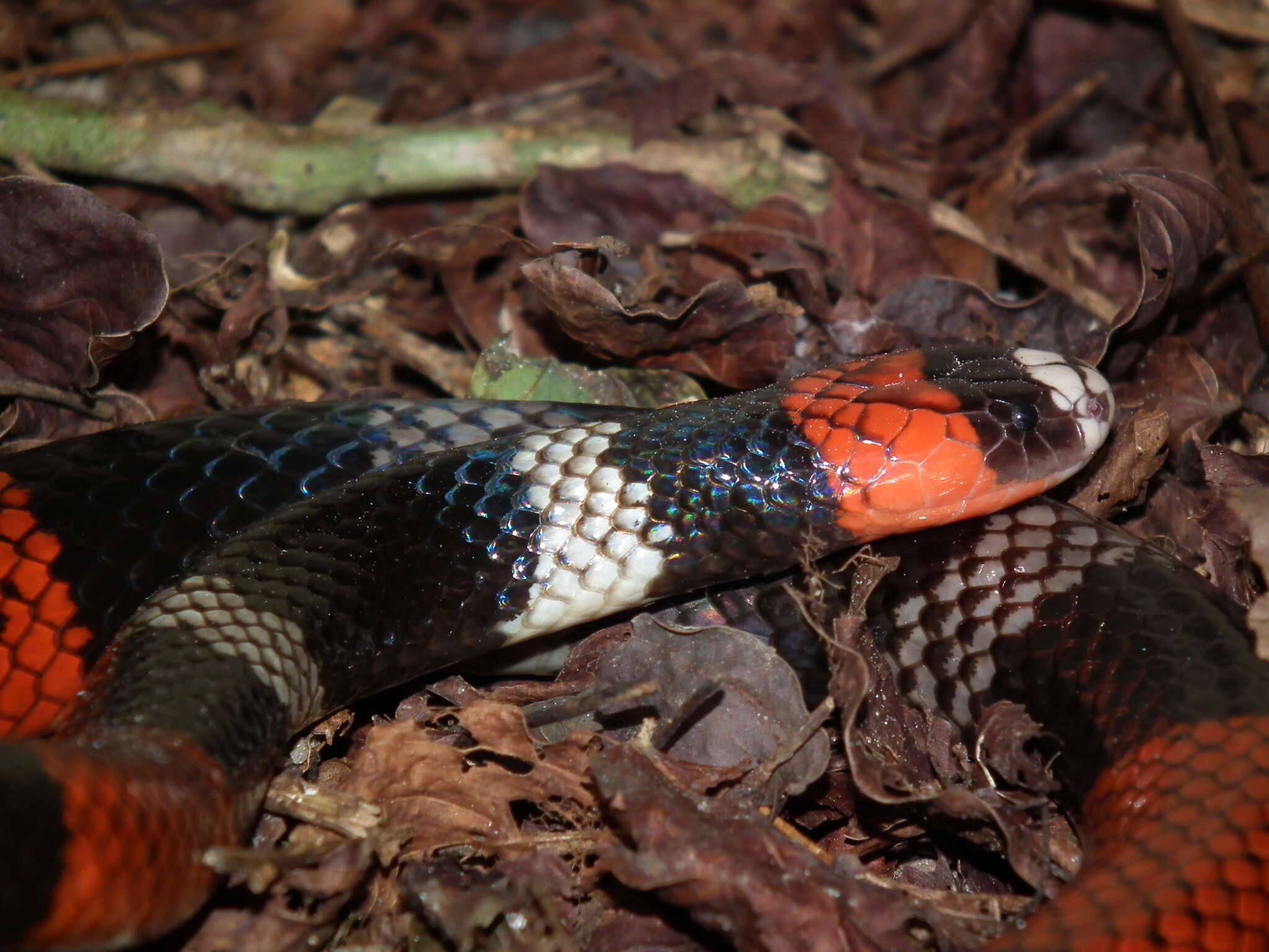 Image of Micrurus ibiboboca (Merrem 1820)