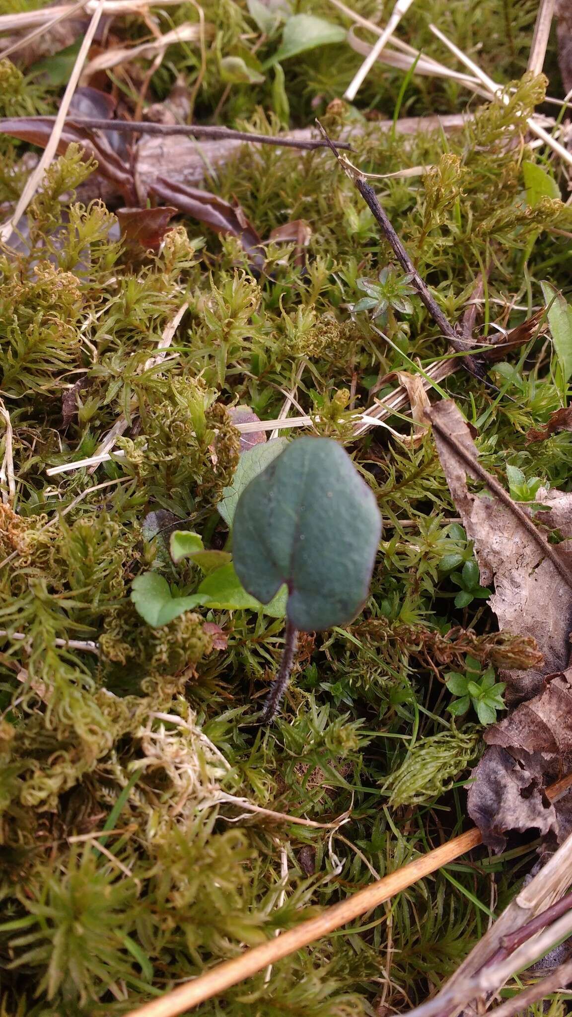 Image of Limestone Bittercress