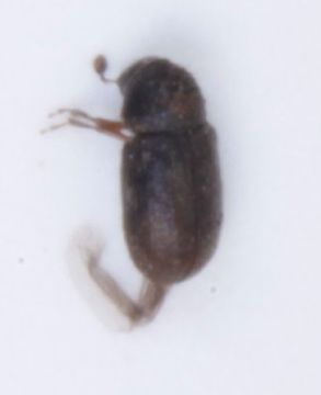 Image of <i>Cryphalus saltuarius</i> Weise 1891