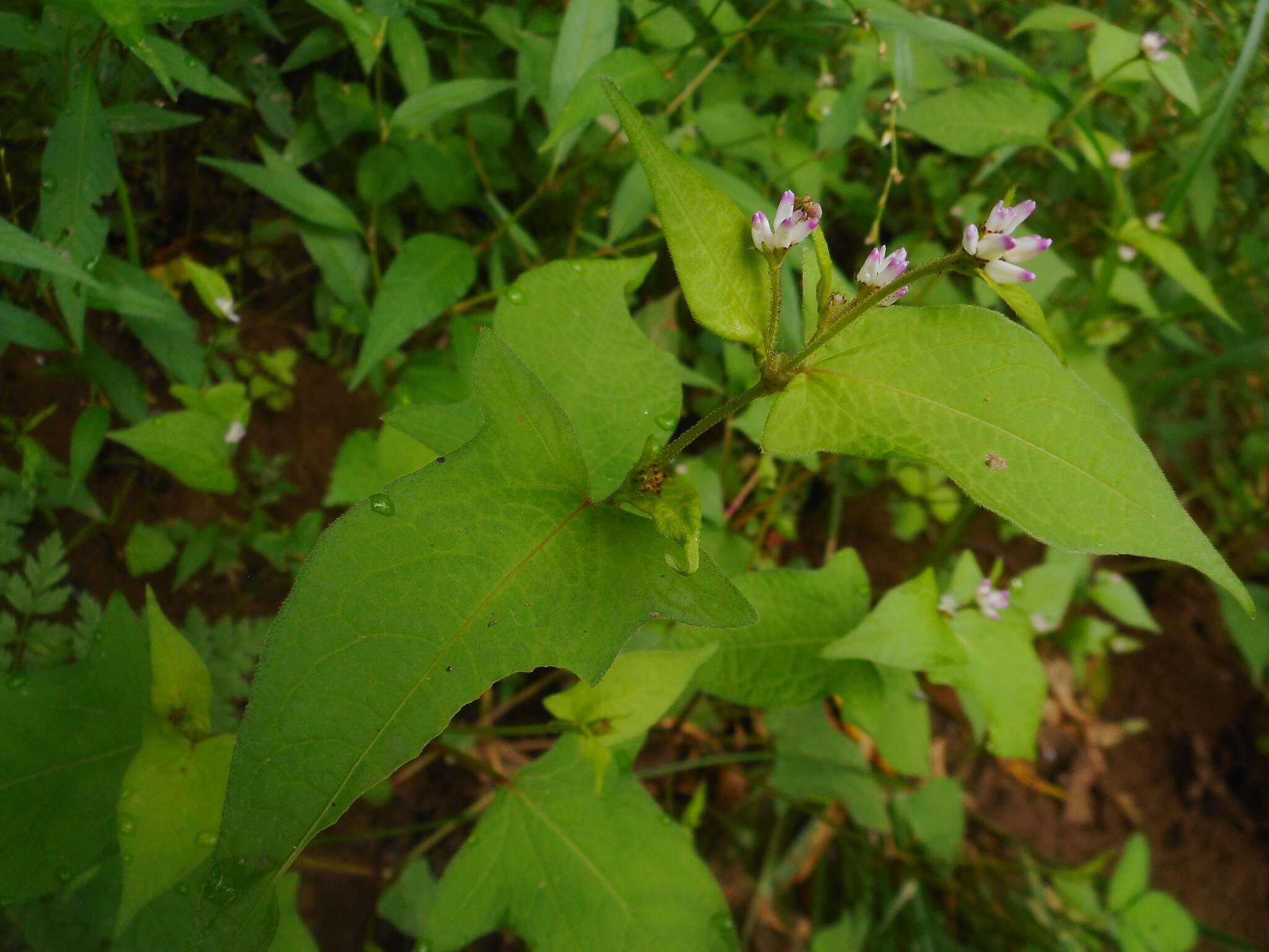 Sivun Persicaria thunbergii (Sieb. & Zucc.) H. Gross kuva