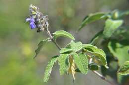 Salvia melissodora Lag. resmi