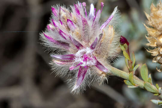 Image de Ptilotus whitei (J. M. Black) Lally