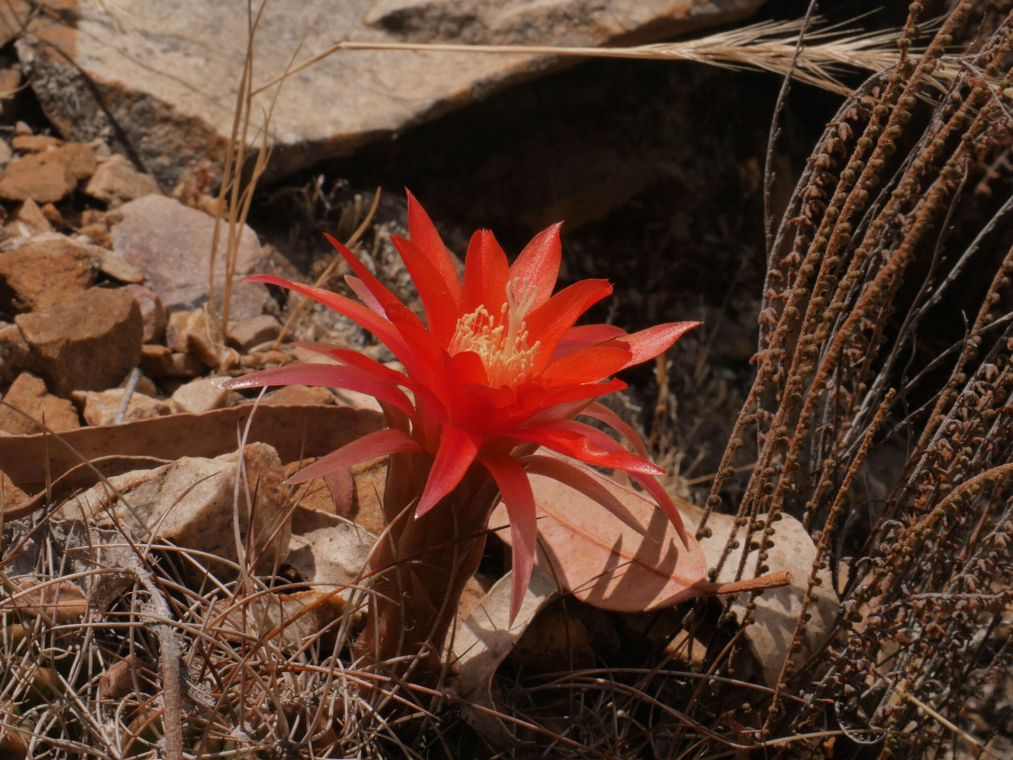 Lobivia maximiliana subsp. caespitosa的圖片