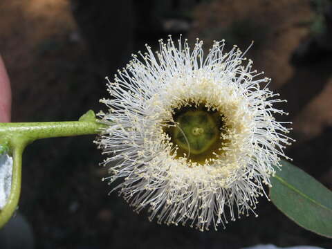 Image of Tasmanian bluegum