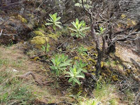 Image de Psiadia anchusifolia (Poir.) Cordem.