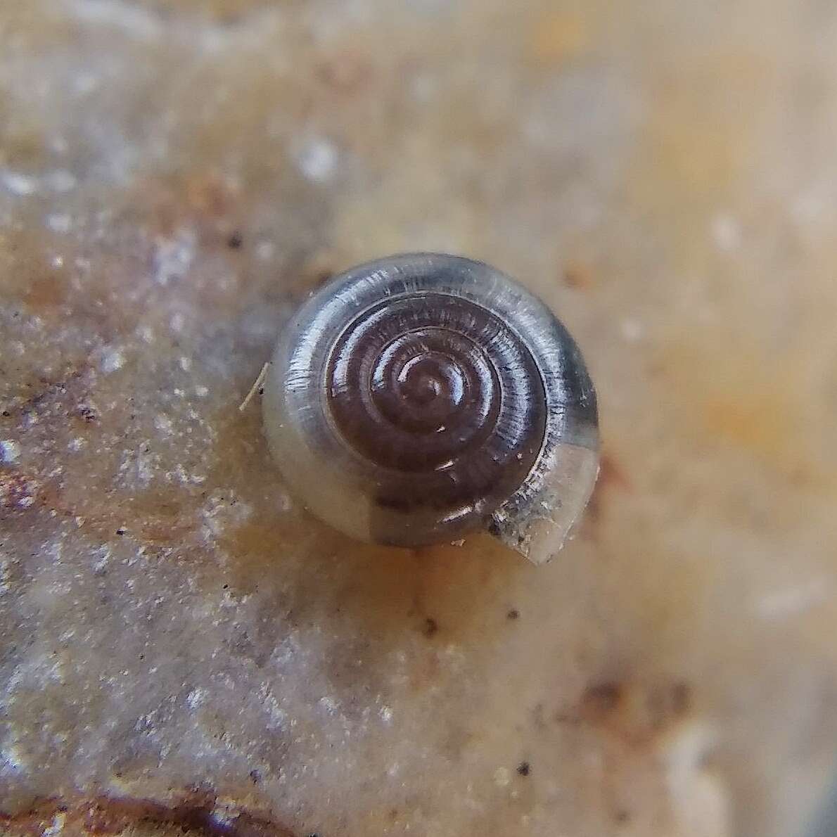 Image of milky crystal snail