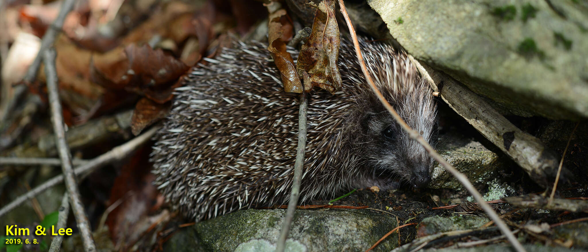 Imagem de Erinaceus amurensis Schrenk 1859