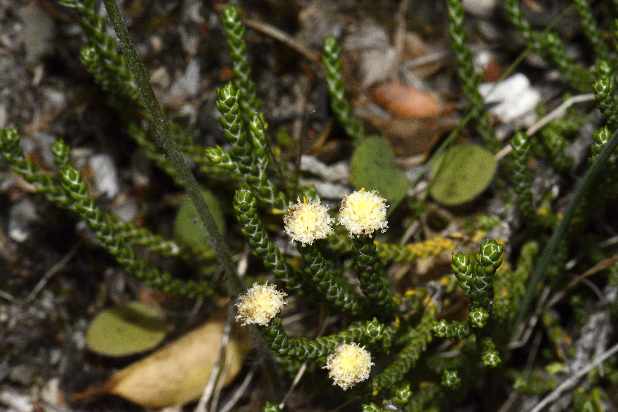 Image of Ozothamnus selago Hook. fil.