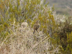 Image of White-throated Cacholote