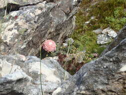 Image of Protea rupicola Mund ex Meissn.