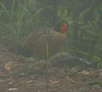 Imagem de Tragopan caboti (Gould 1857)