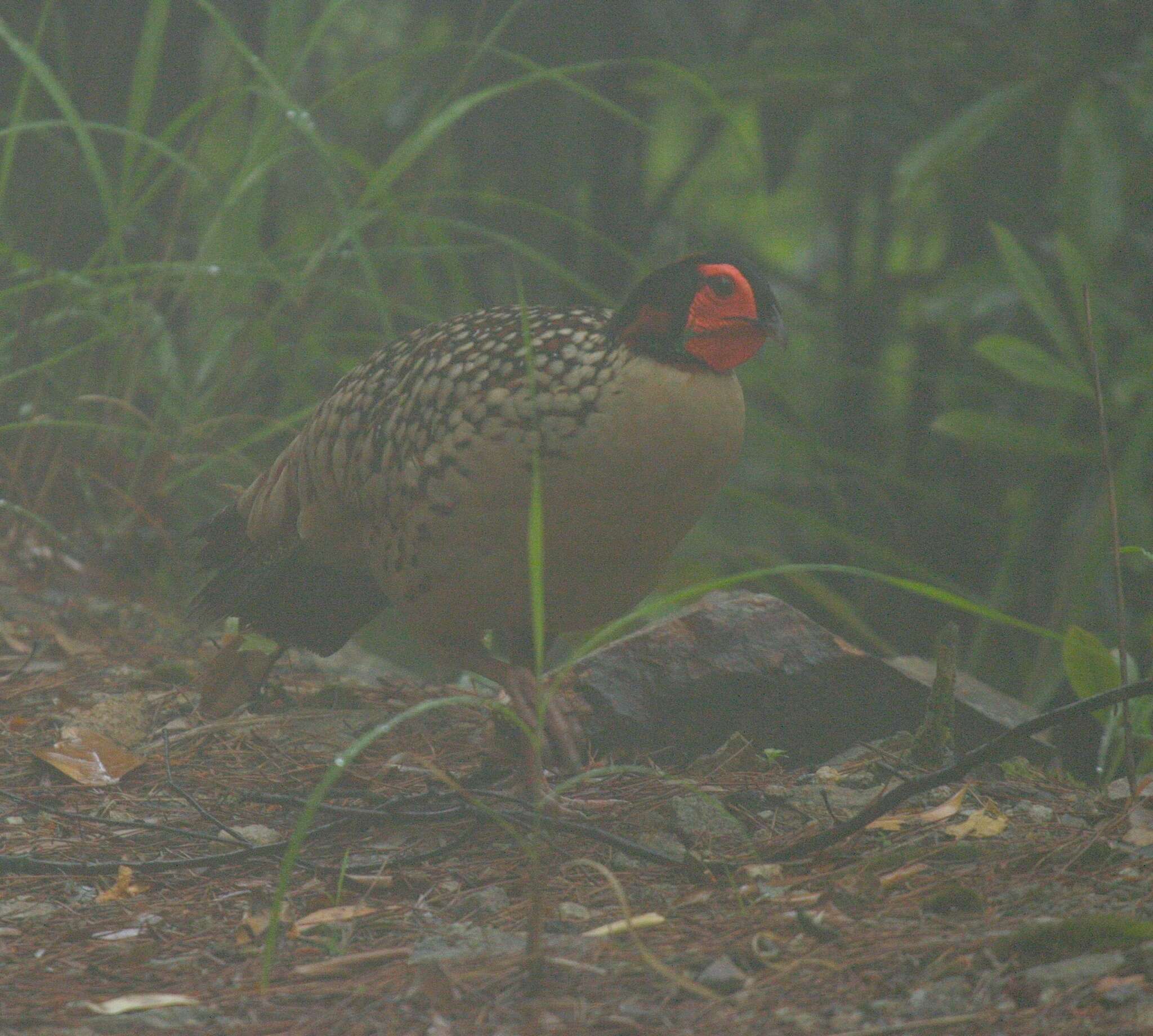 Image of Cabot's Tragopan