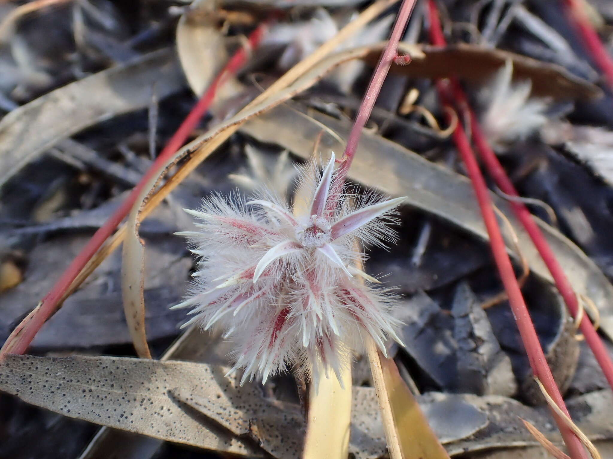 Слика од Ptilotus drummondii (Moq.) F. Müll.