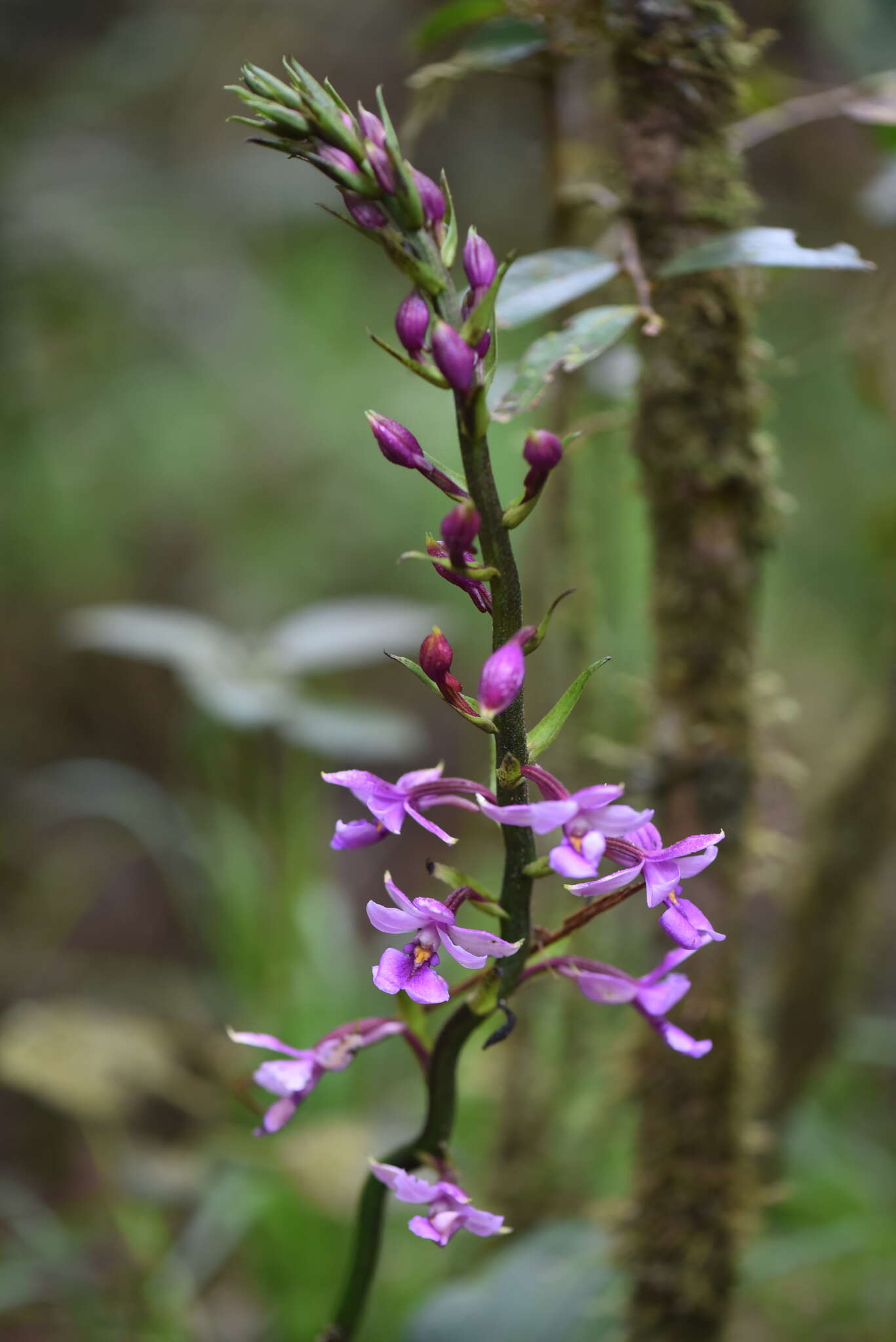 Image of Calanthe sylvatica (Thouars) Lindl.