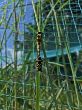 Imagem de Paragomphus lineatus (Selys 1850)