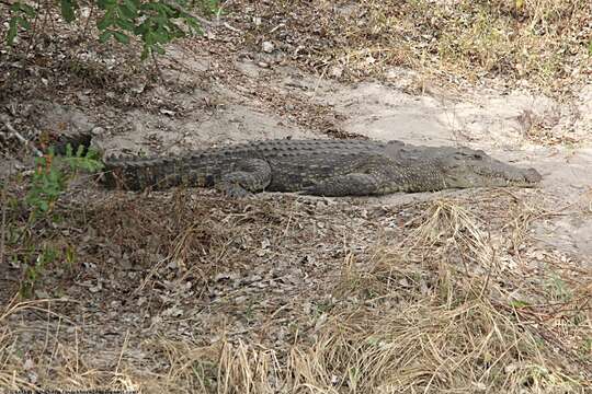 Crocodylus niloticus africanus Laurenti 1768 resmi