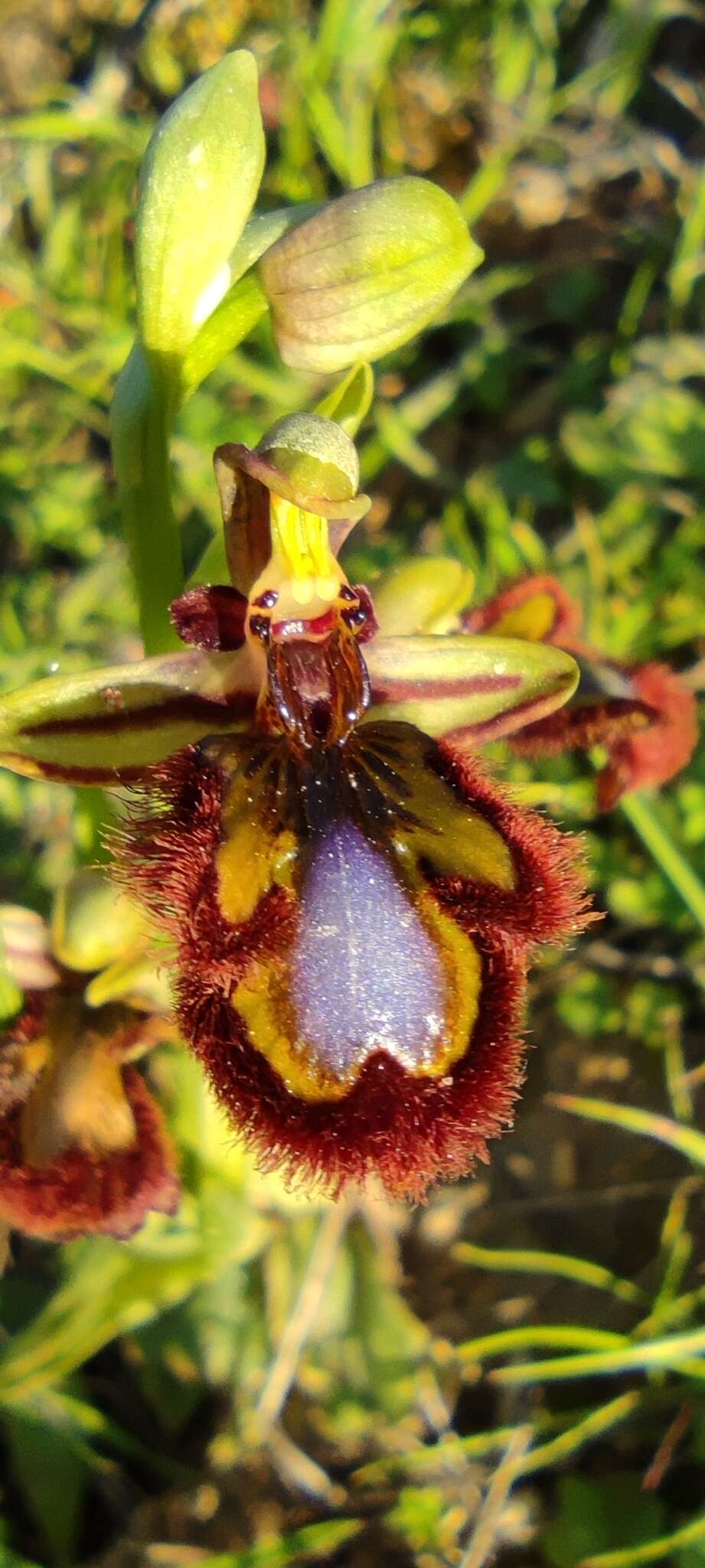 Image of Ophrys speculum subsp. speculum