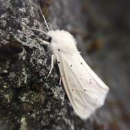 Image of water ermine