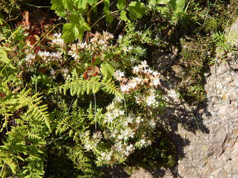 Image of Huachuca Mountain stonecrop