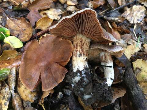 Sivun Cortinarius ohlone Bojantchev 2013 kuva