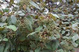 Image of Viburnum jucundum Morton