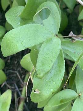 Sivun Crassula crenulata Thunb. kuva