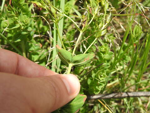 Imagem de Hypericum aethiopicum subsp. sonderi (Bred.) N. K. B. Robson