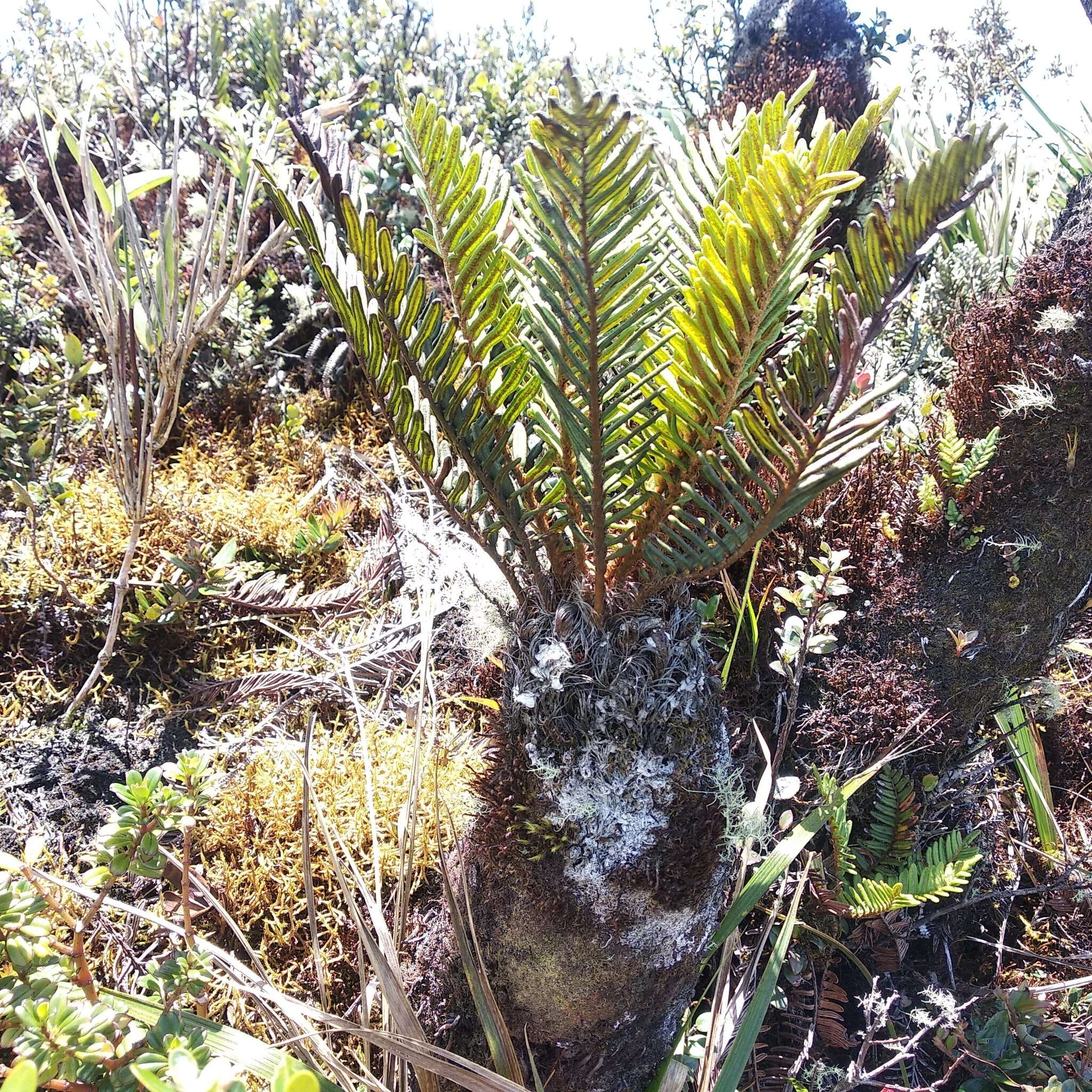 Image of Lomariocycas aurata (Fée) Gasper & A. R. Sm.