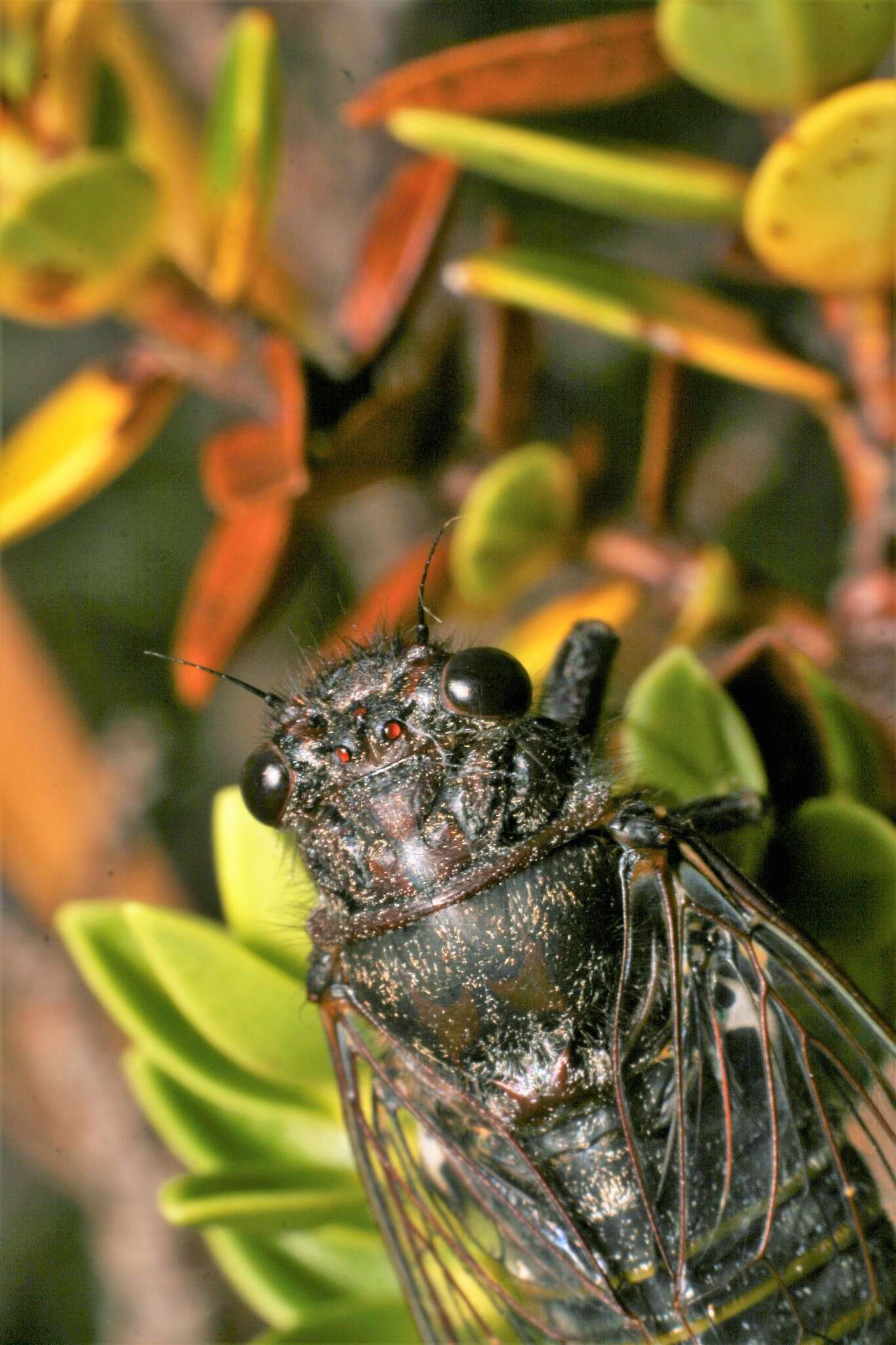 Sivun Maoricicada cassiope (Hudson & G. V. 1891) kuva