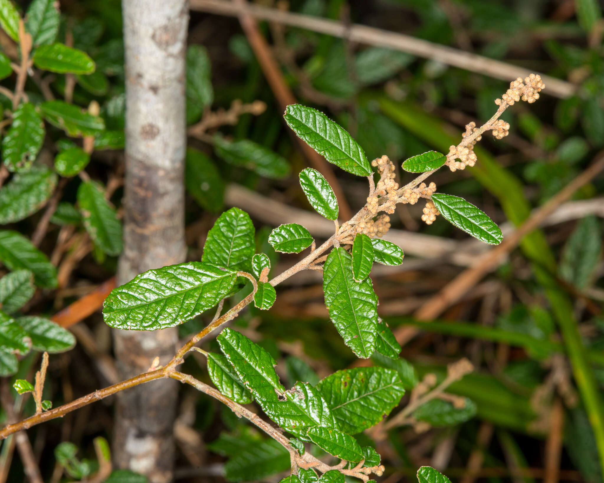 Image of Pomaderris paniculosa subsp. novaezelandiae (L. B. Moore) N. G. Walsh