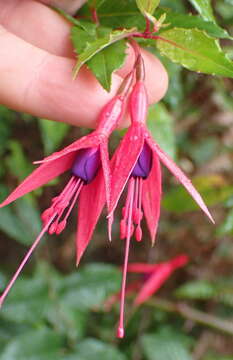 Image of Fuchsia regia (Vand. ex Vell.) Munz