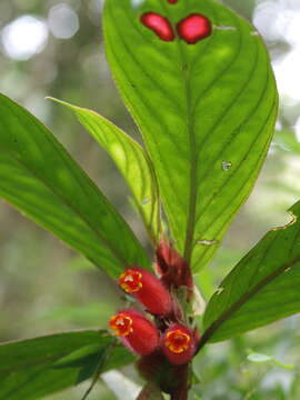 Image de Columnea dimidiata (Benth.) Kuntze